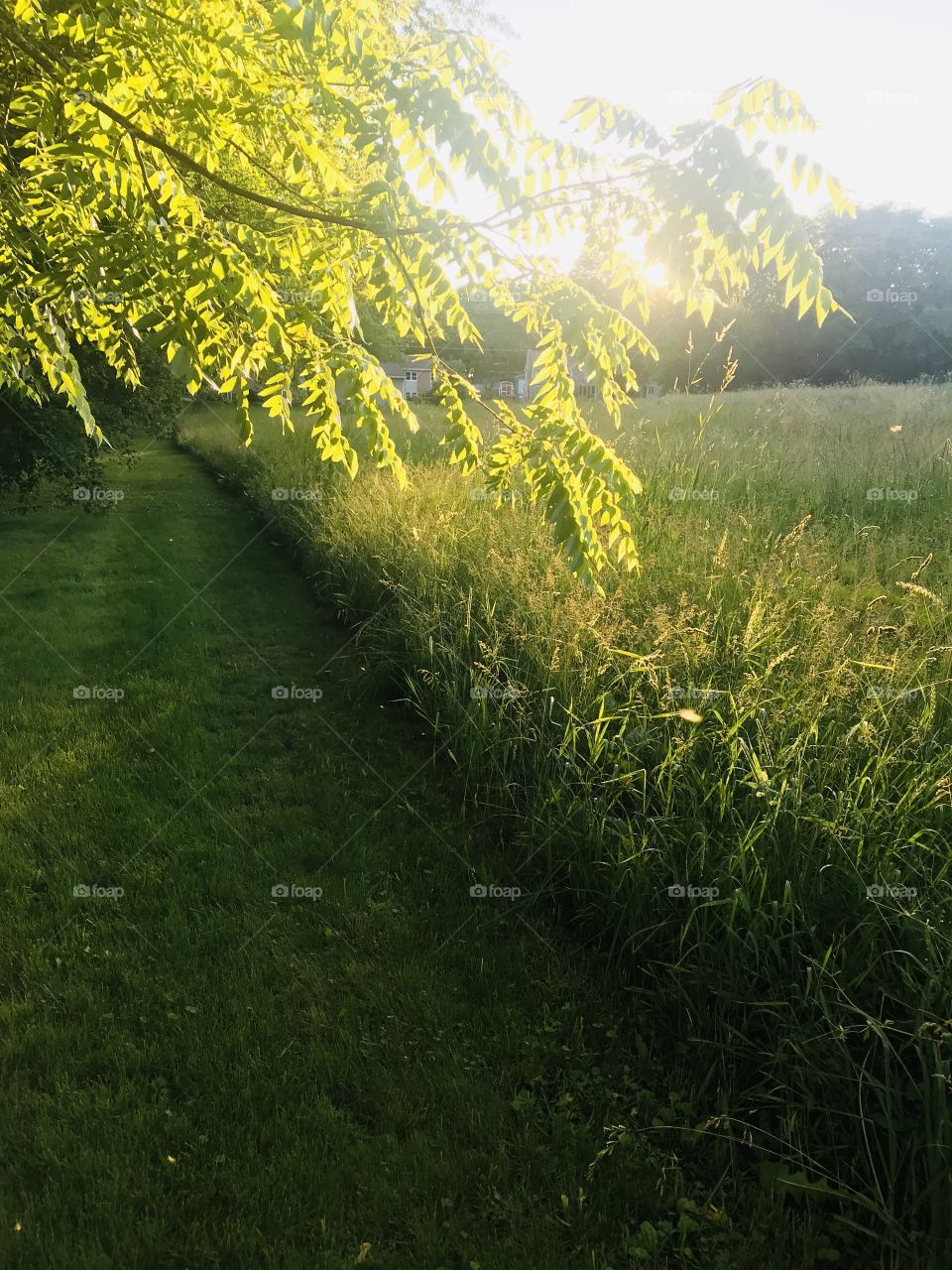 Gorgeous sunset with sun shining through tree branches and beautiful grassy field. 