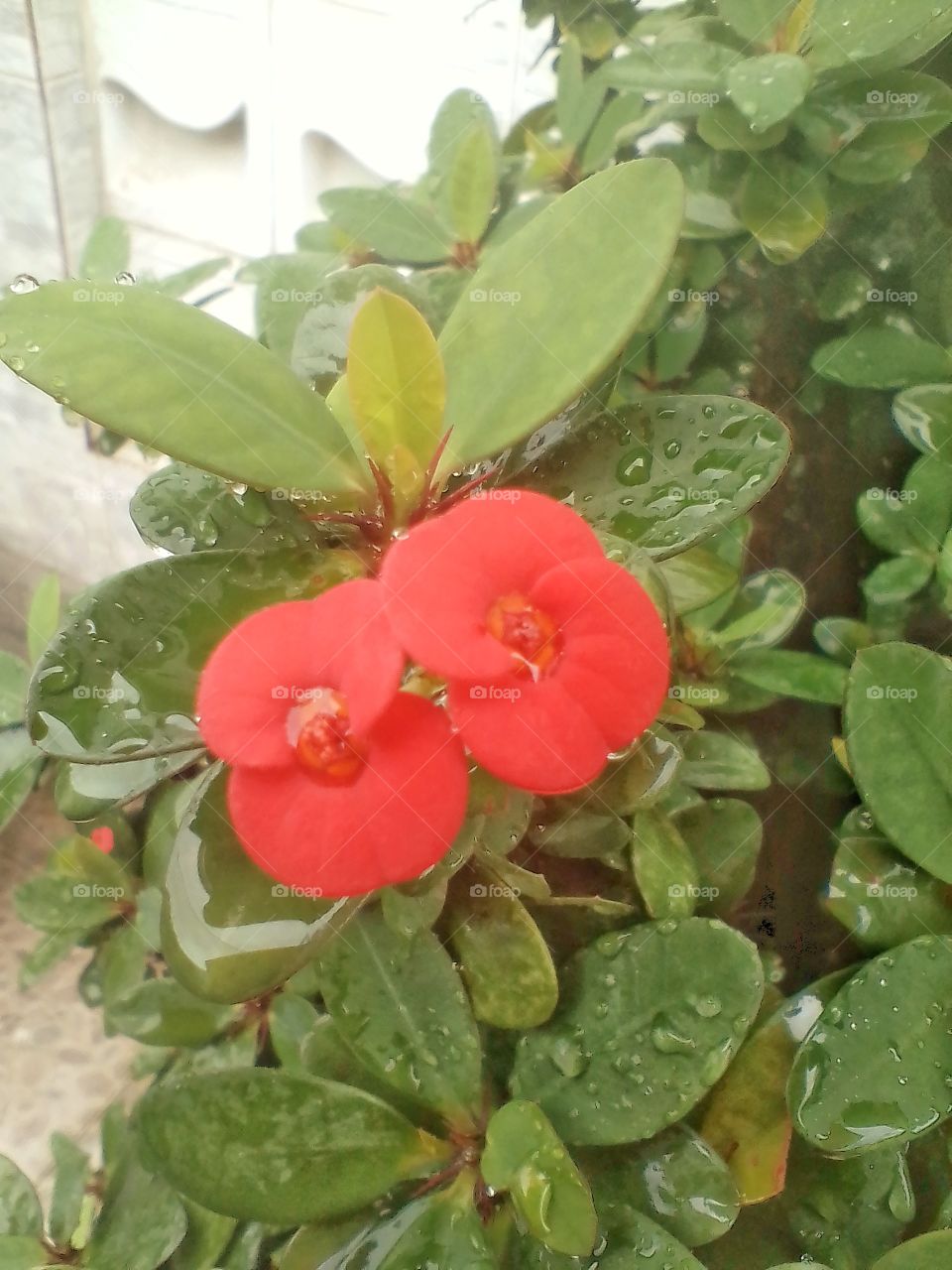 This plant is called the flower of the crown of thorns