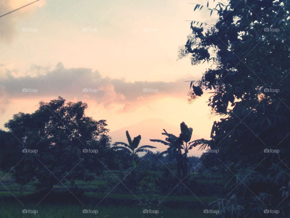 The view of the twilight on the edge of the rice fields