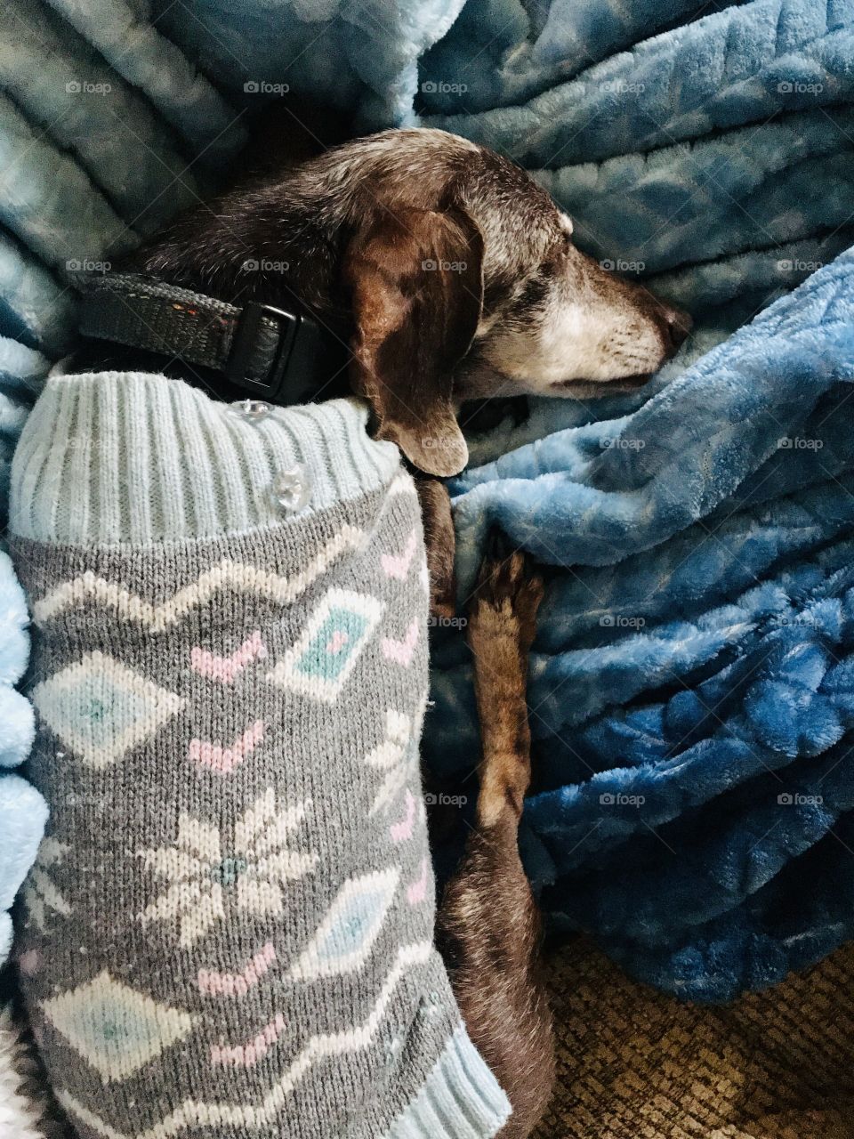 A sleeping dachshund on a cozy blanket 