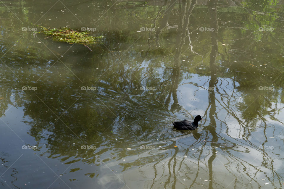 Black duck on reflecting water
