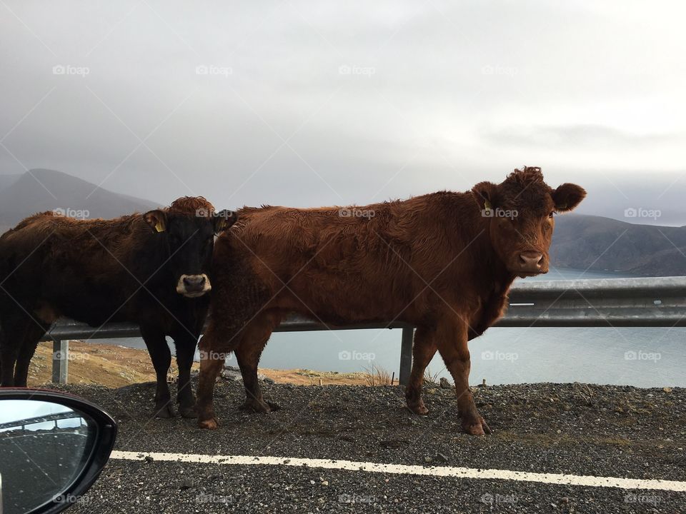 Cows in Harris