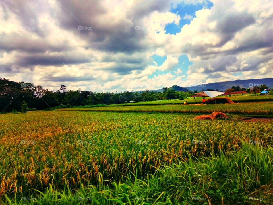 natural landscape of rice fields with farmers who are harvesting rice