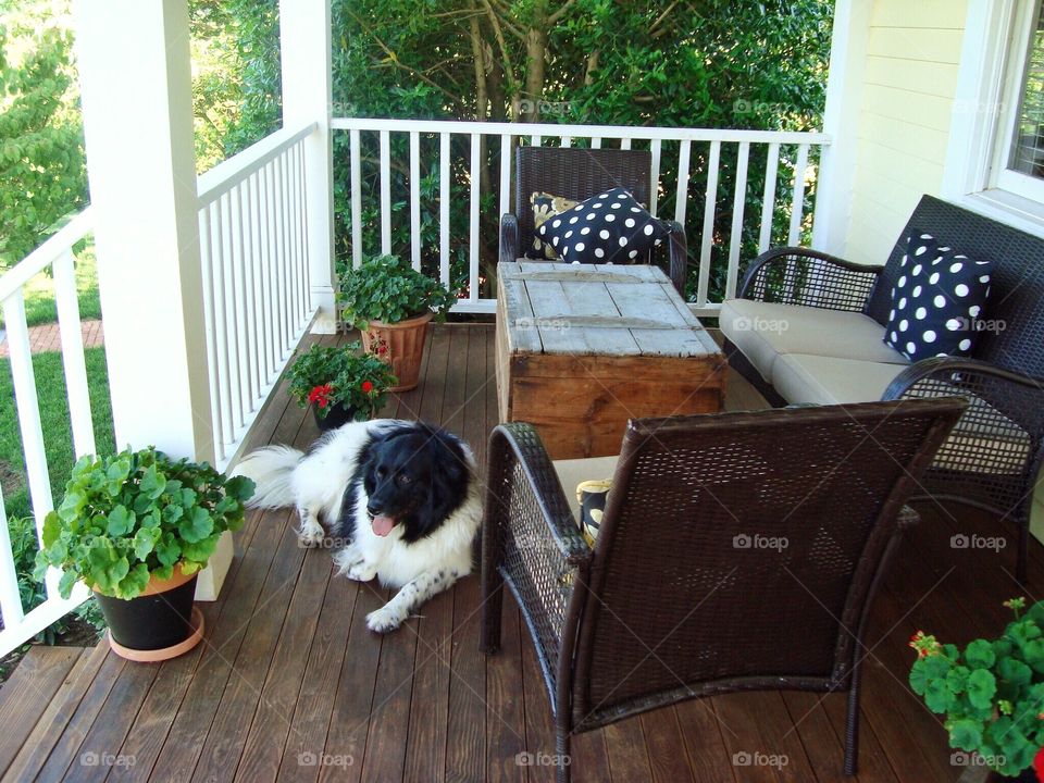 Cosy porch with dog