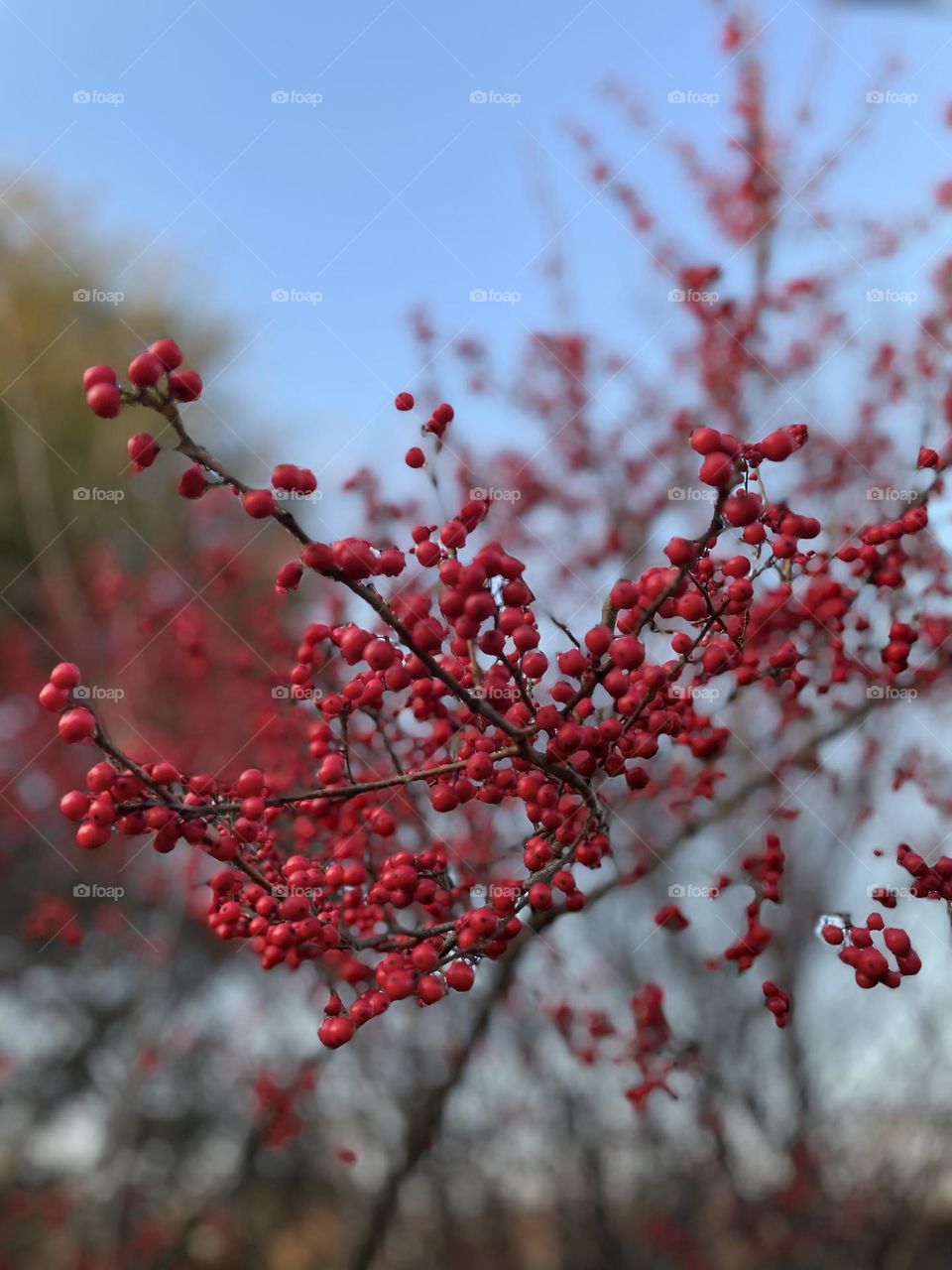 Winter berries 
