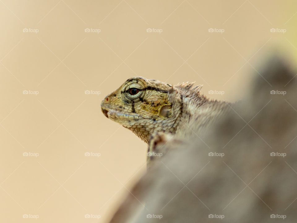 Chameleons or chamaeleons (family Chamaeleonidae) are a distinctive and highly specialized clade of Old World lizards with 202 species described as of June 2015. These species come in a range of colors.
