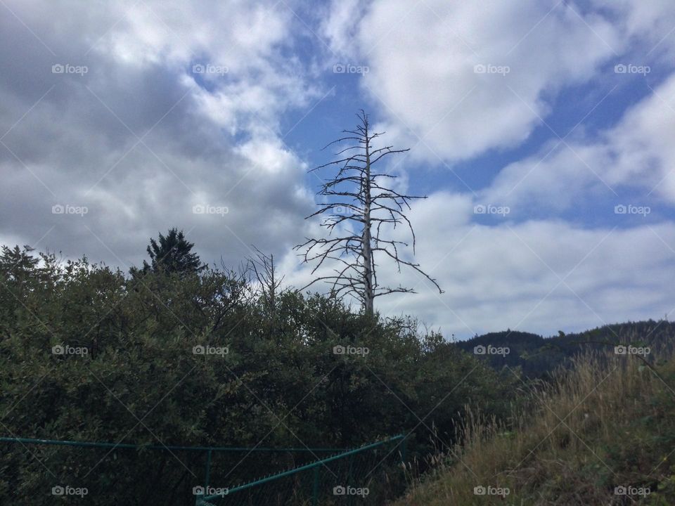 Prehistoric looking bare tree against the skyline 