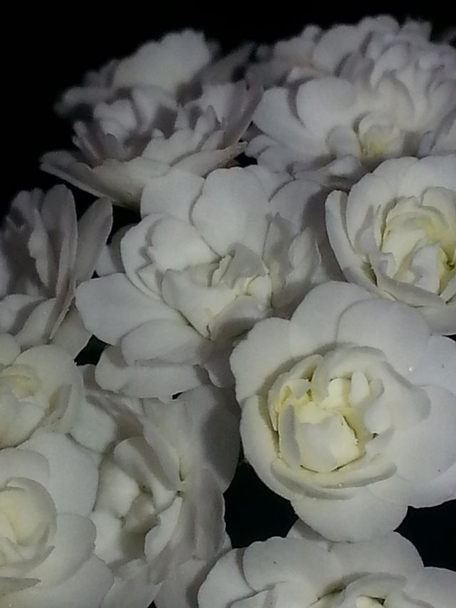 Bridal Veil