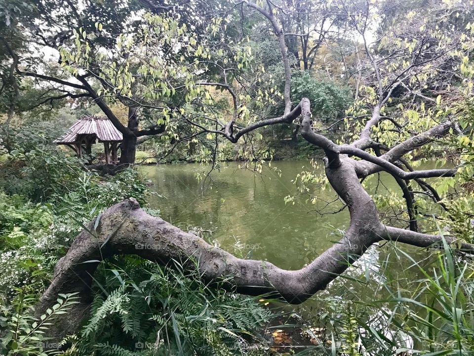 Evening in Central Park, NYC