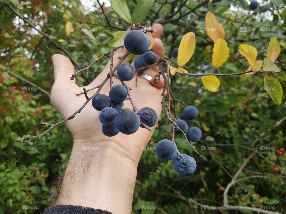 Berries on a branch