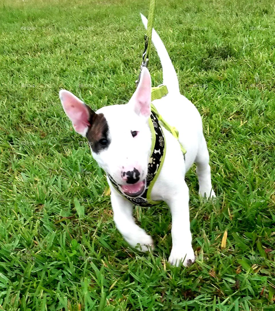 Sweet Miniature Bull Terrier