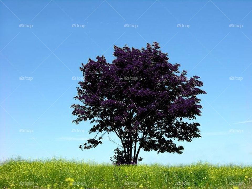 Purple tree