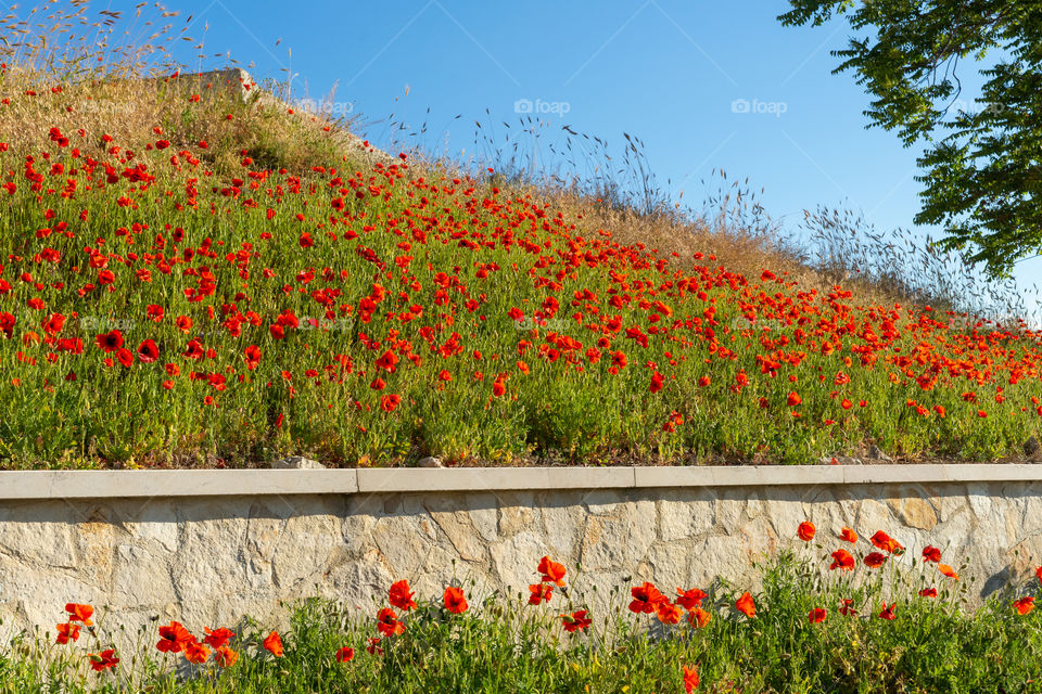 meadow with red poppy