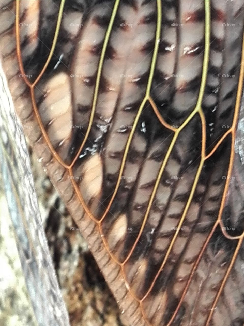 Cicada wings