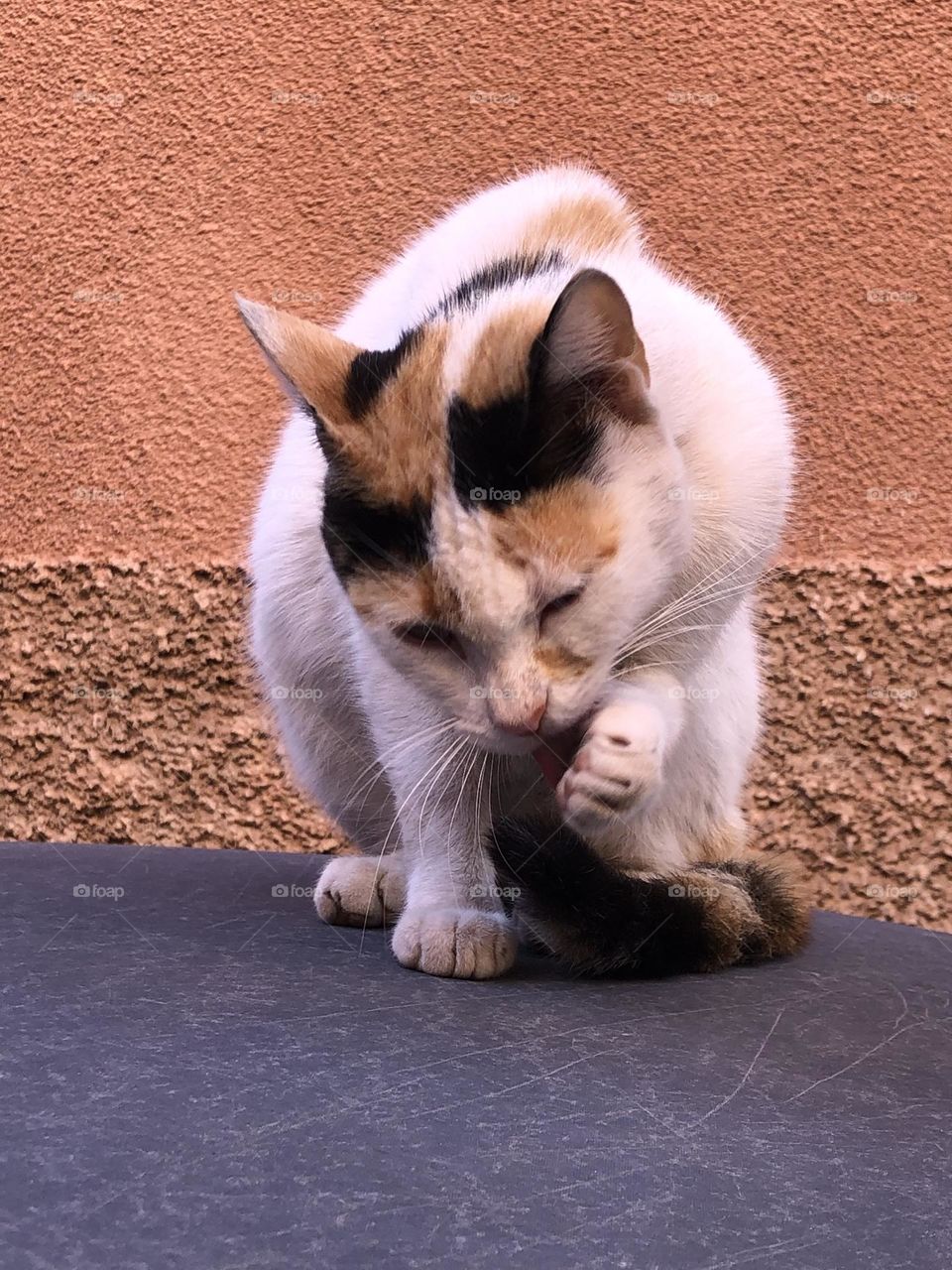 Beautiful cat is sitting on a car