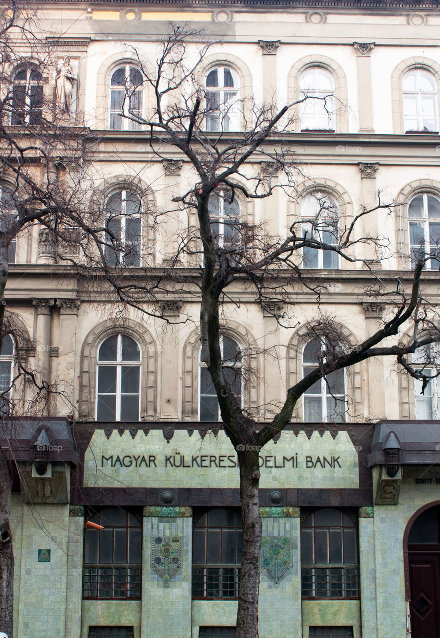 Tree in budapest