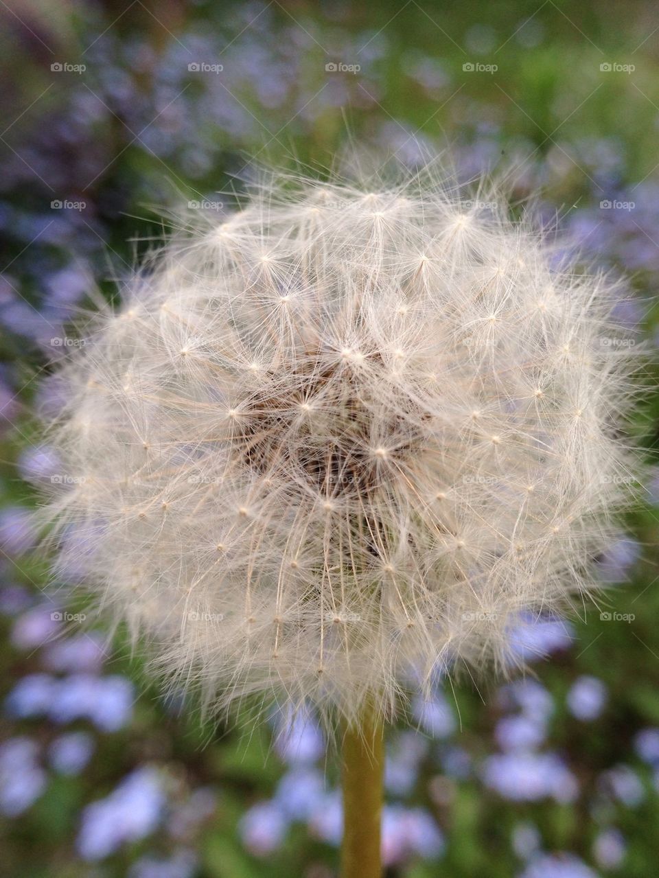 Dandelion close up 