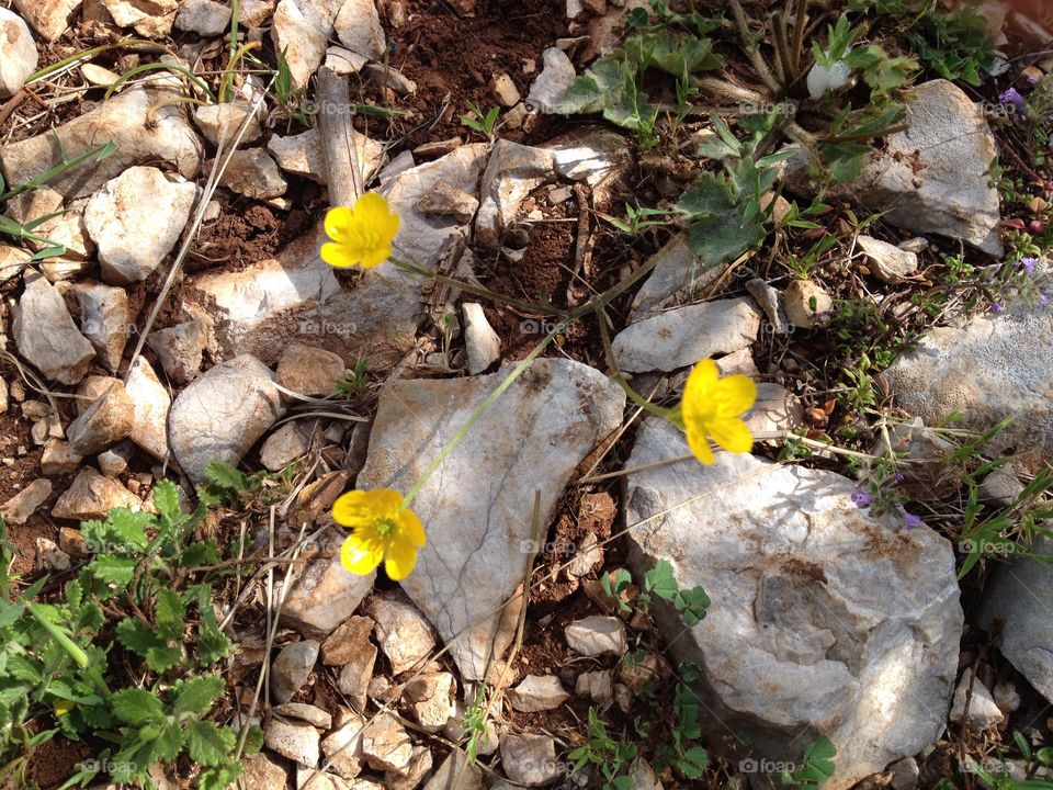 Three yellow flowers