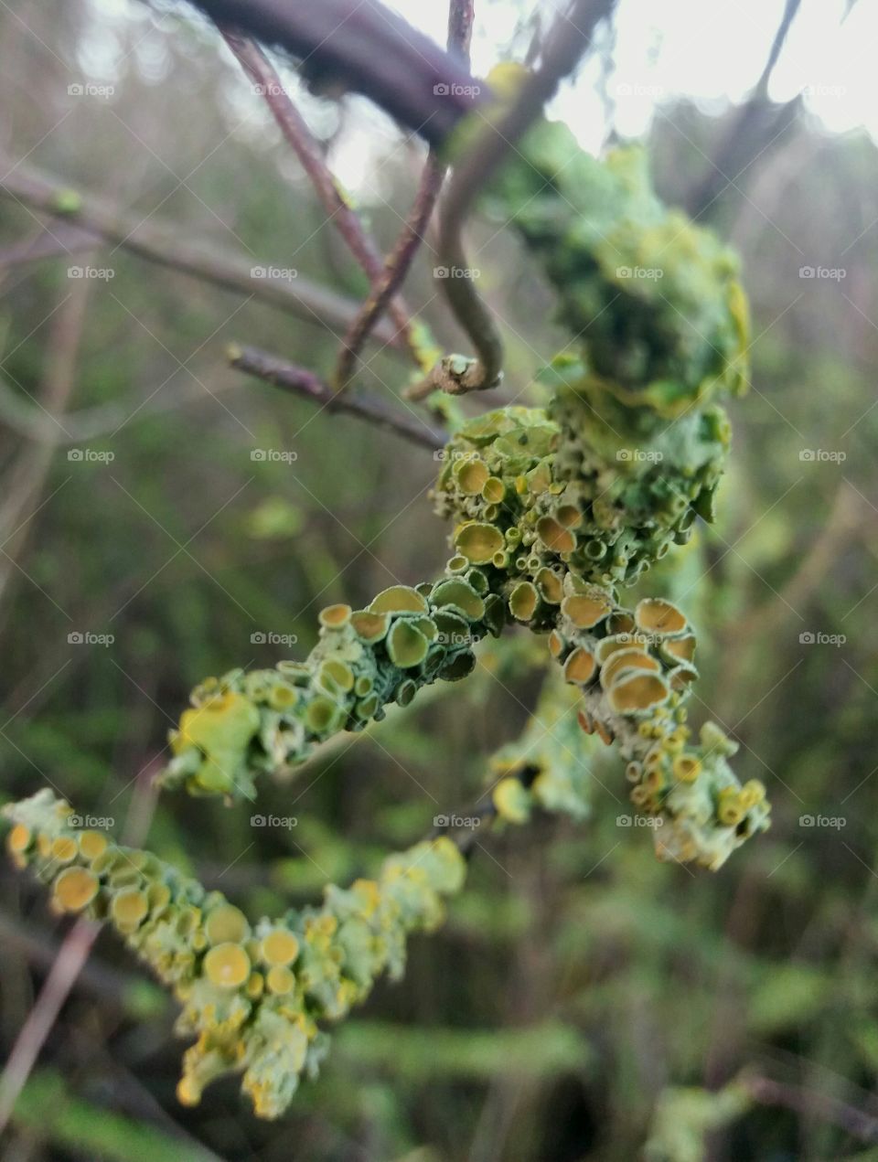 winter lichens