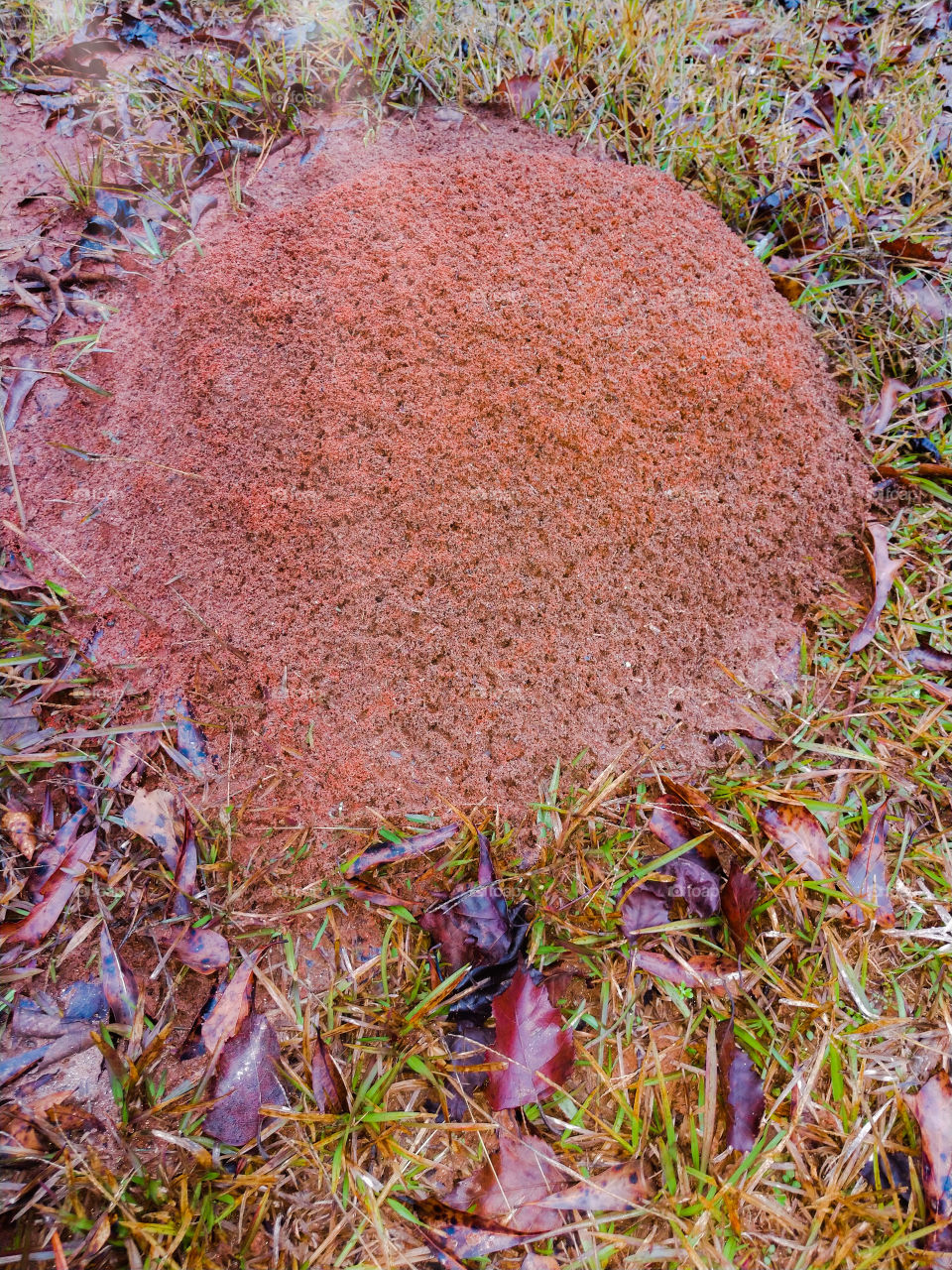 Ant bed