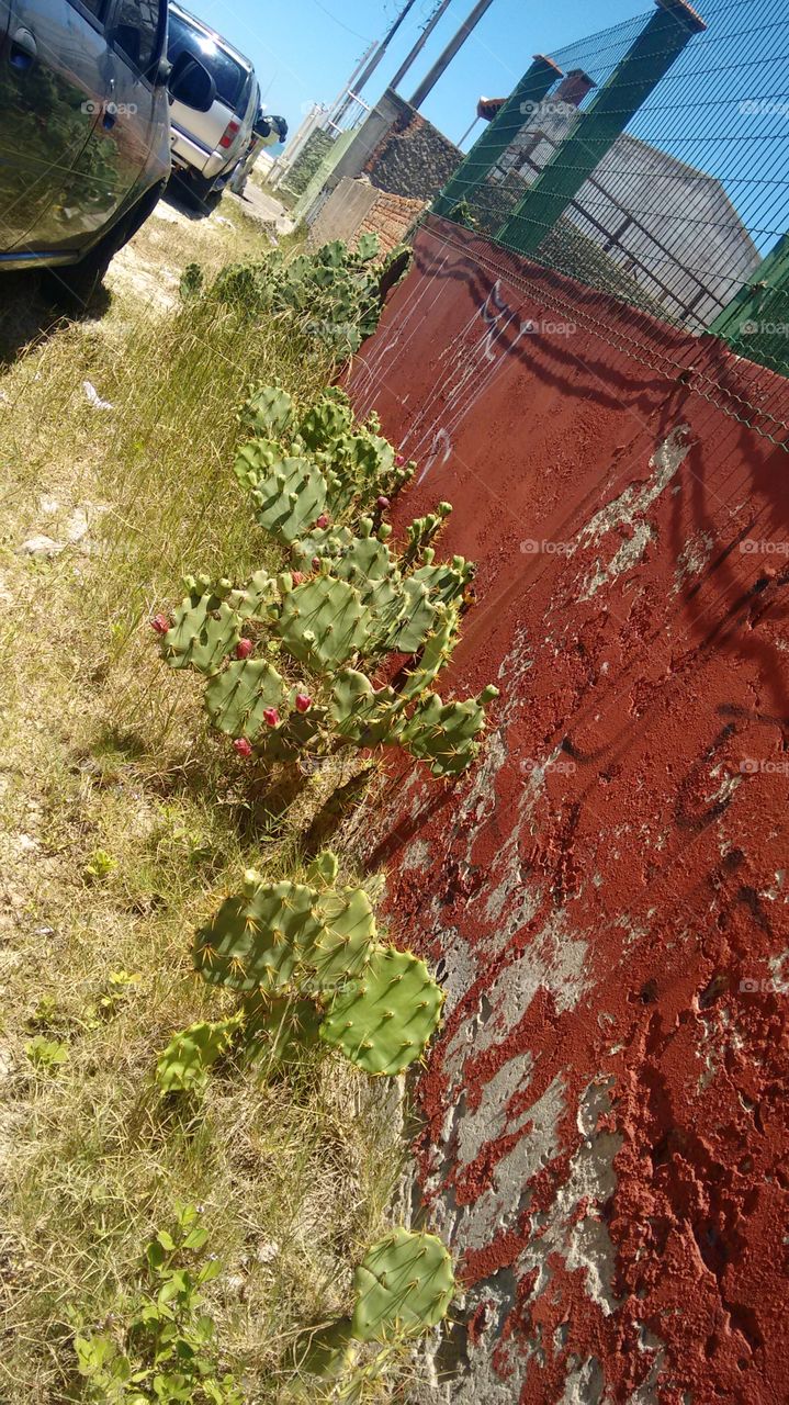 plantas lindas de cactus na praia de Pinhal sul Brasil RS