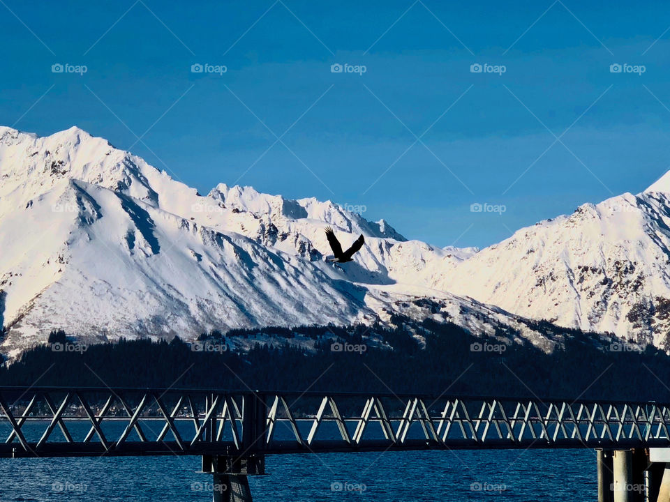 Bald eagle flying over dock 