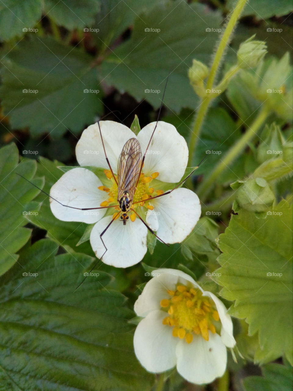 insect on a strawberries blossom