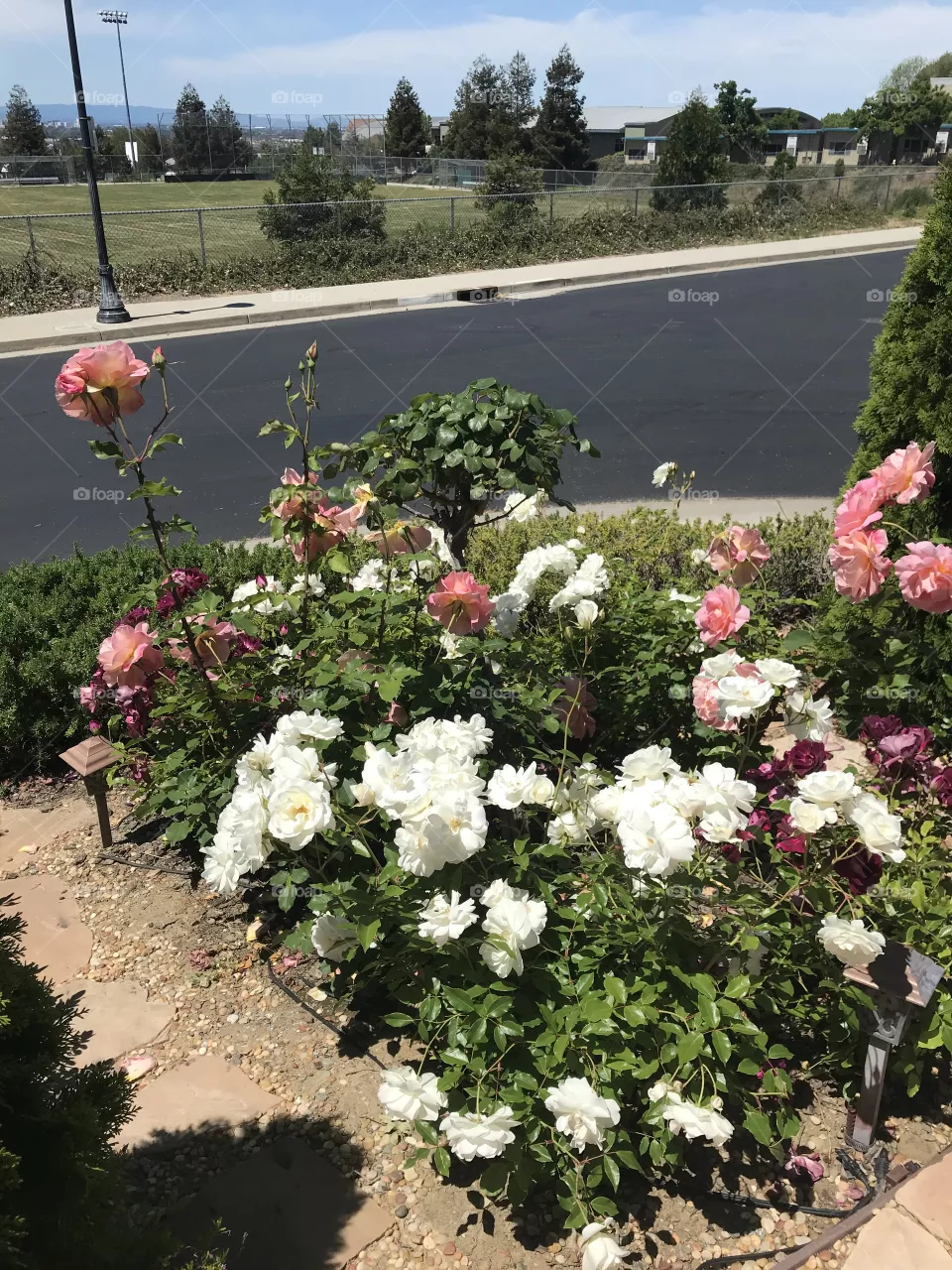 Garden roses 