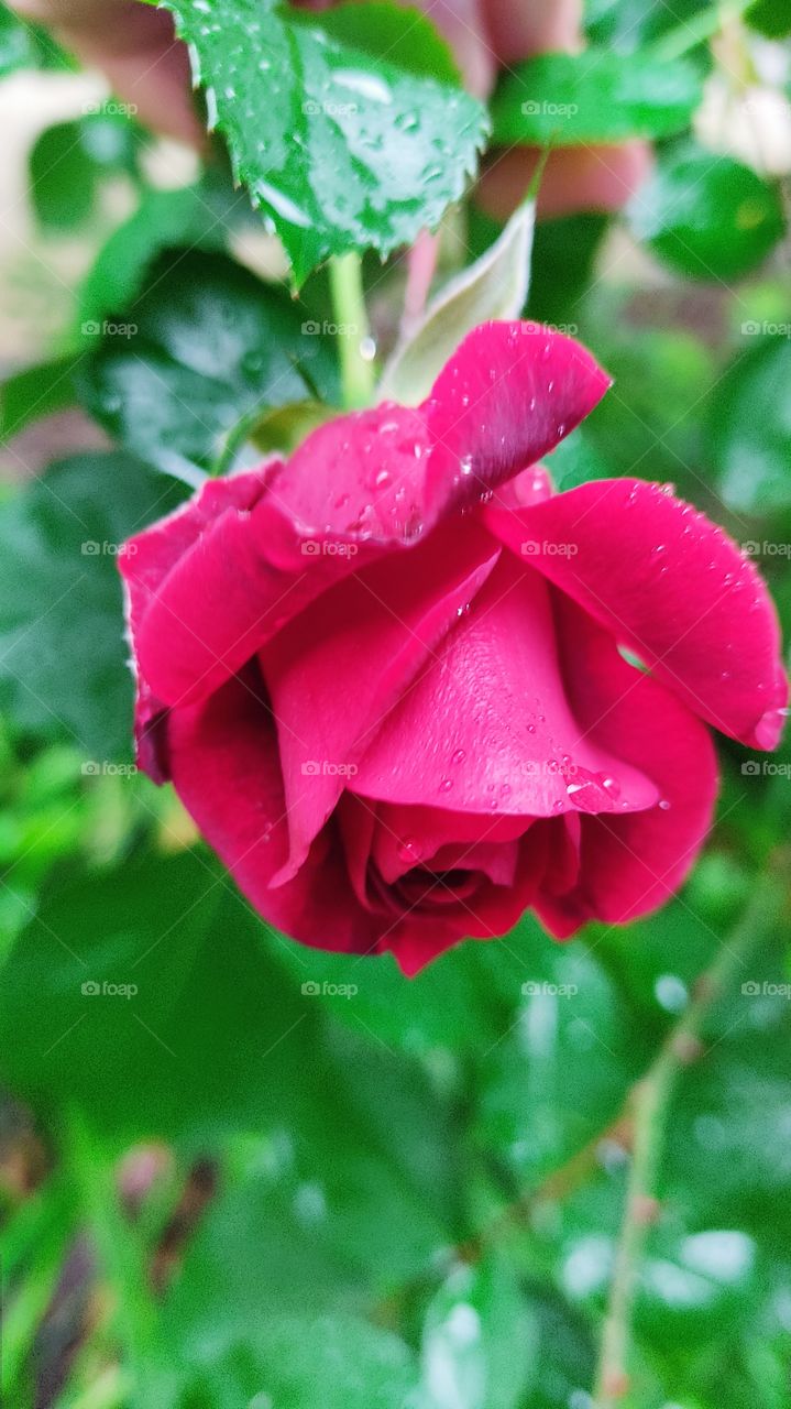beautiful rose