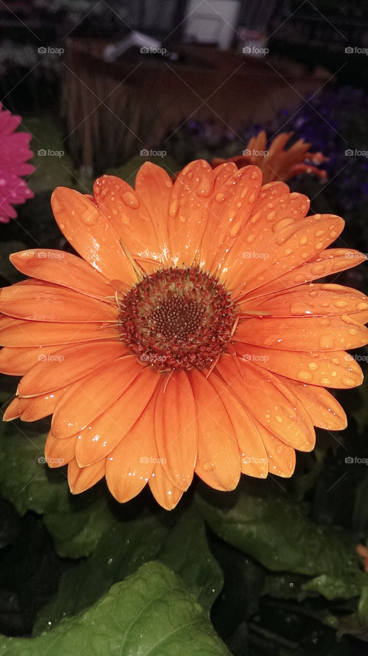 pretty flower. rainy day in Indiana