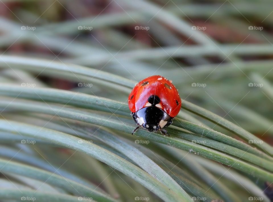 Ladybug