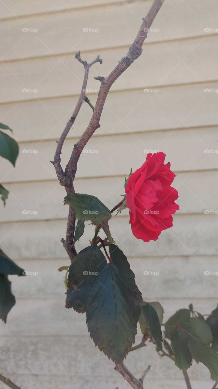 pretty Red Rose