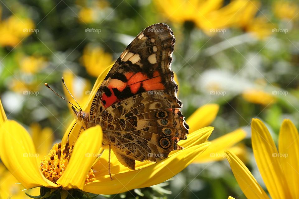 Spring and Butterfly Wings.