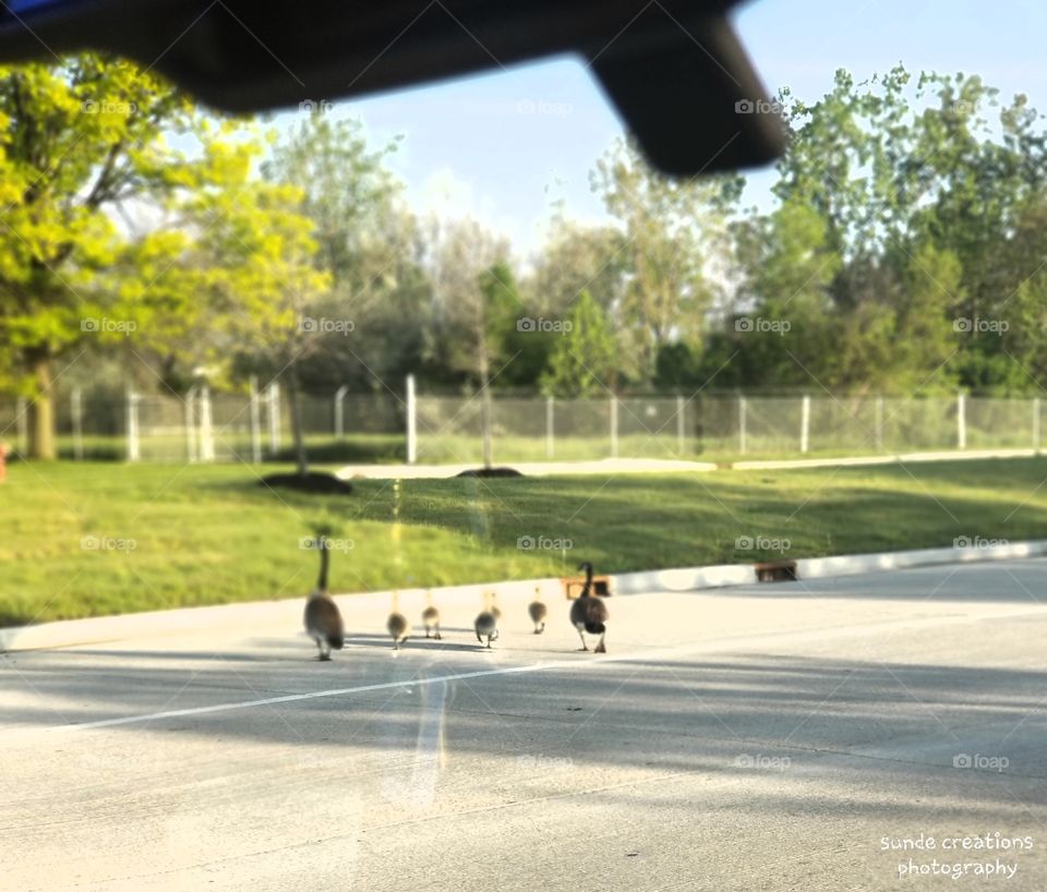 family of geese crossing the road