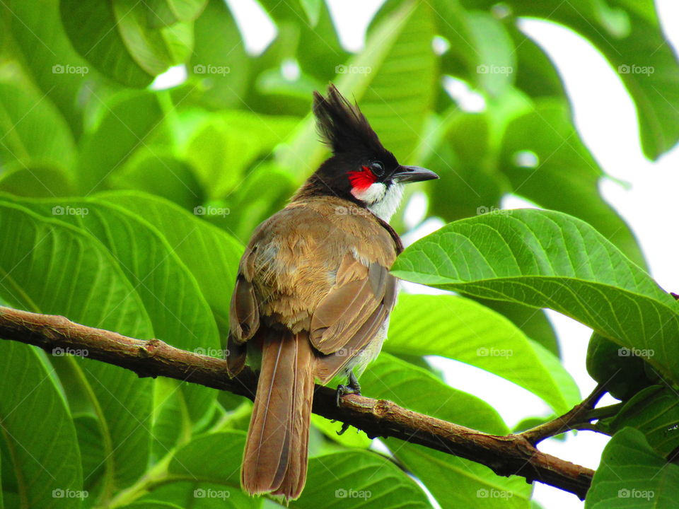 The red-whiskered bulbul (Pycnonotus jocosus), or crested bulbul, is a passerine bird found in Asia. It is a member of the bulbul family.