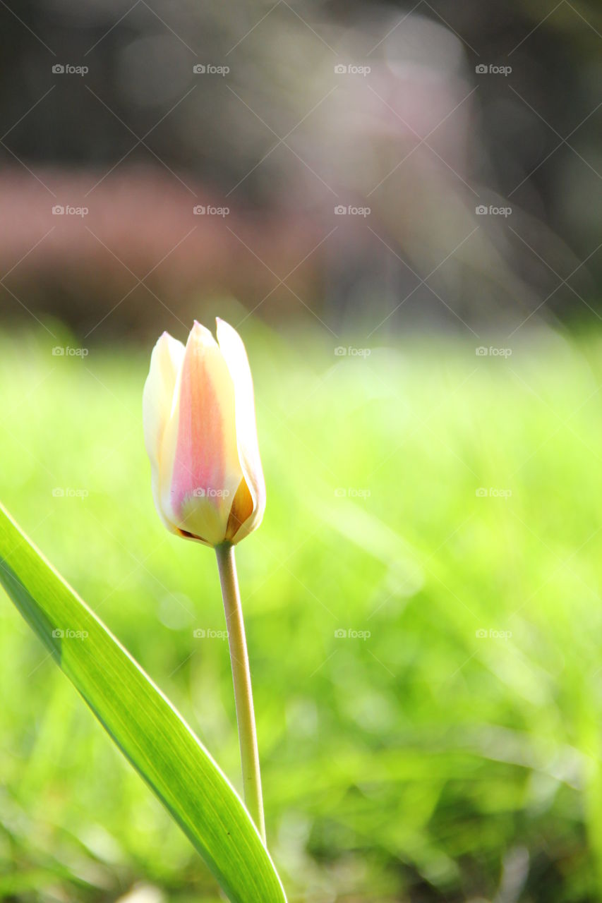 white tullip in a blurry garden