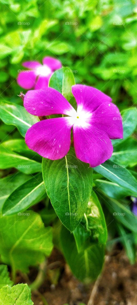 Pretty Madagascar Periwinkle