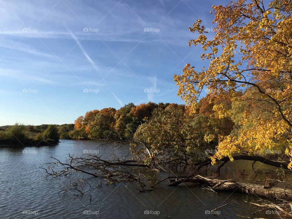 golden autumn on the river