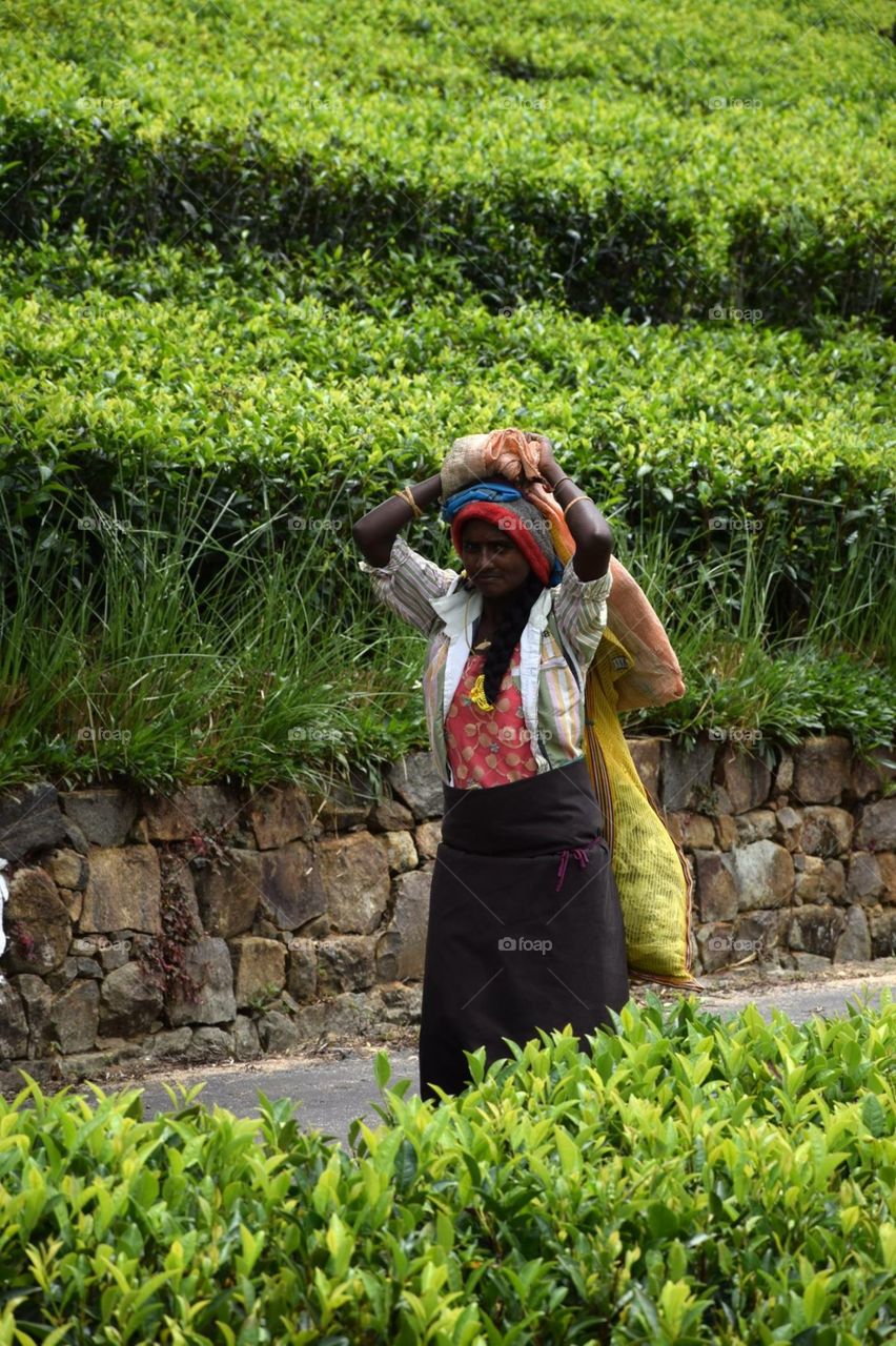 Lipton seat worker 