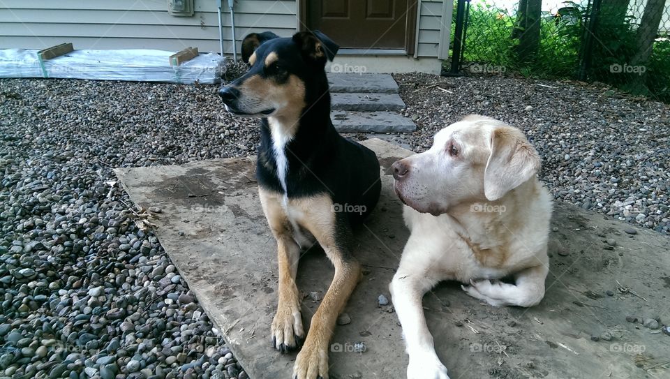 Otto's Last Day. My dog, Arrow, on the left, next to his best friend, Otto, the day before Otto crossed the Rainbow Bridge. We miss you.