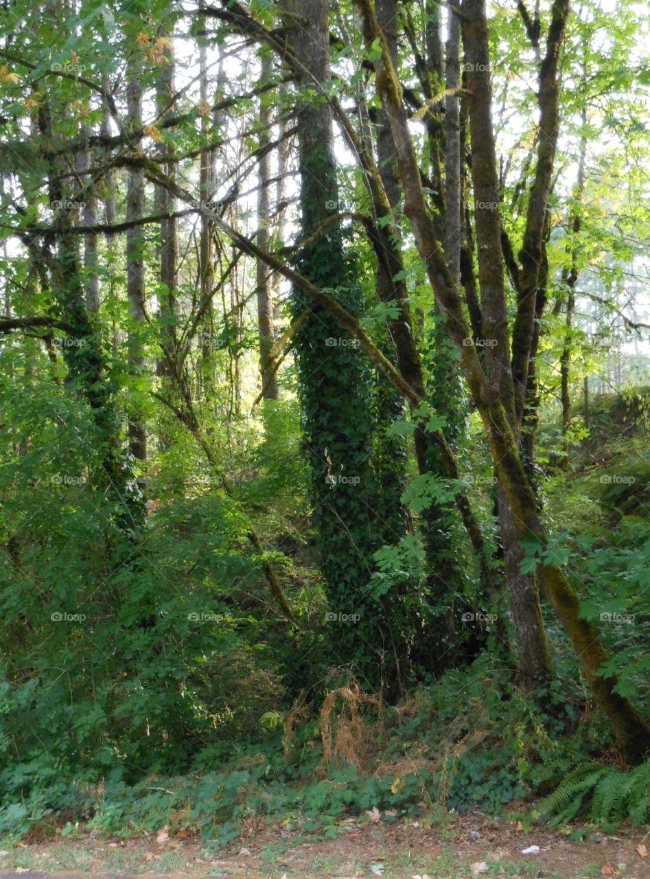 Woods along hiking path