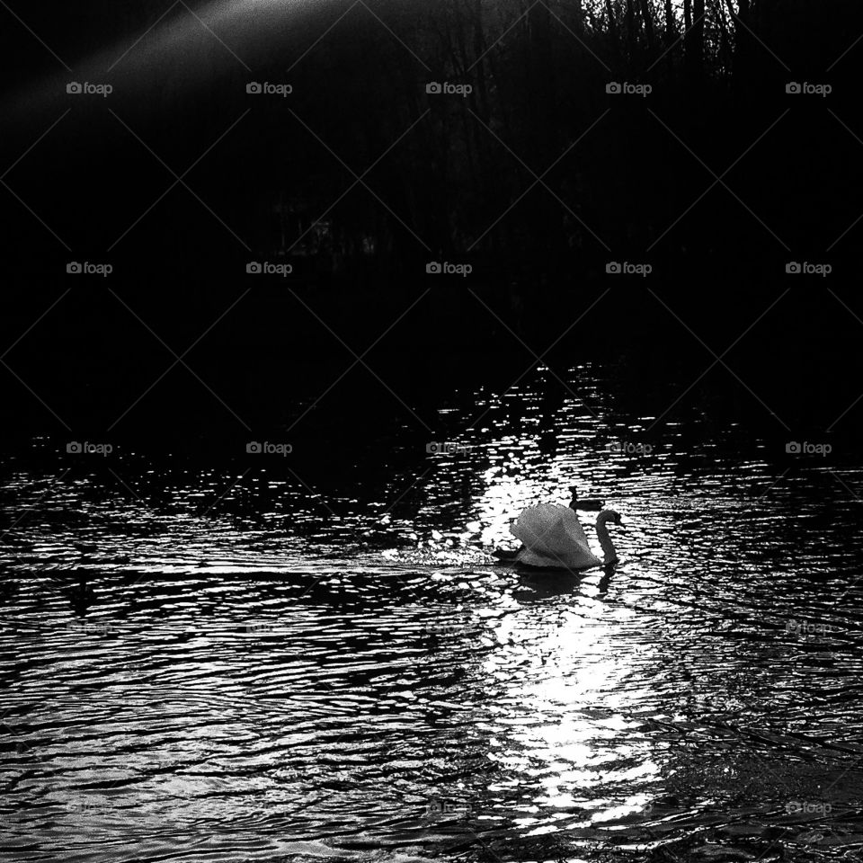 Swan lake. Swan in the setting sun