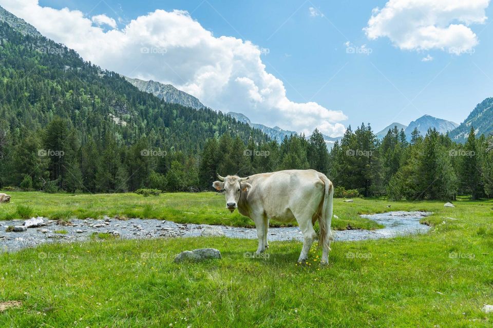 vaca en los pirineos