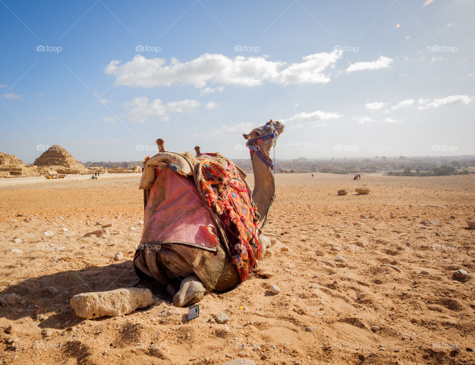 Camel riding experience