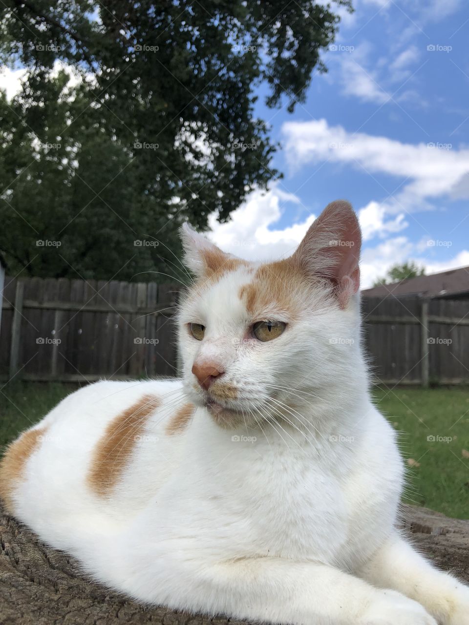 Cat outdoors under pretty sky