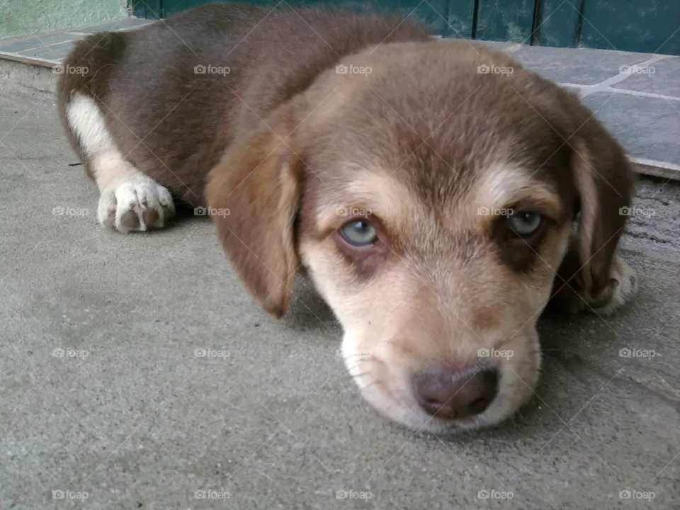 Puppy