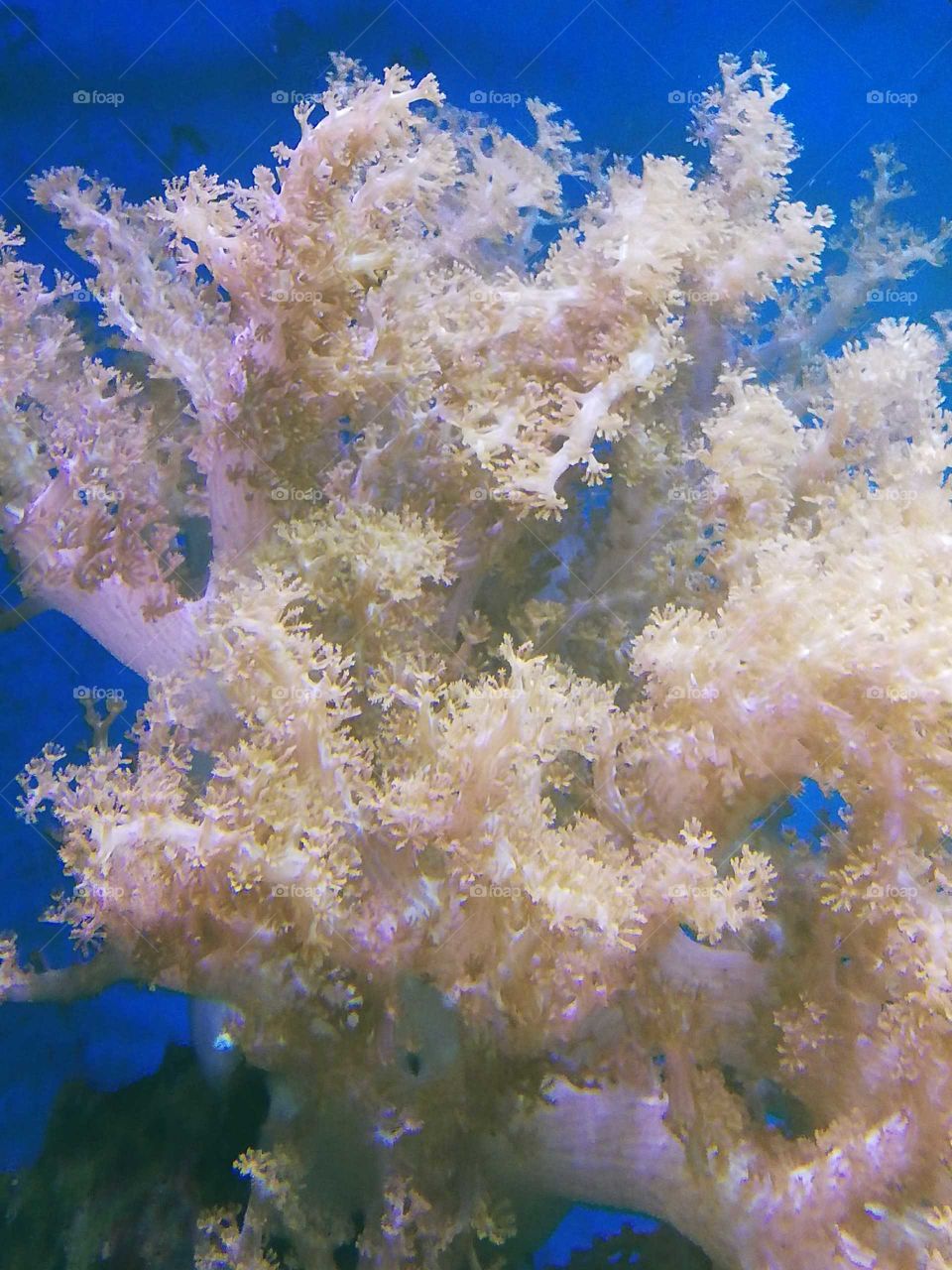 Koralle Meerwasser Aquarium