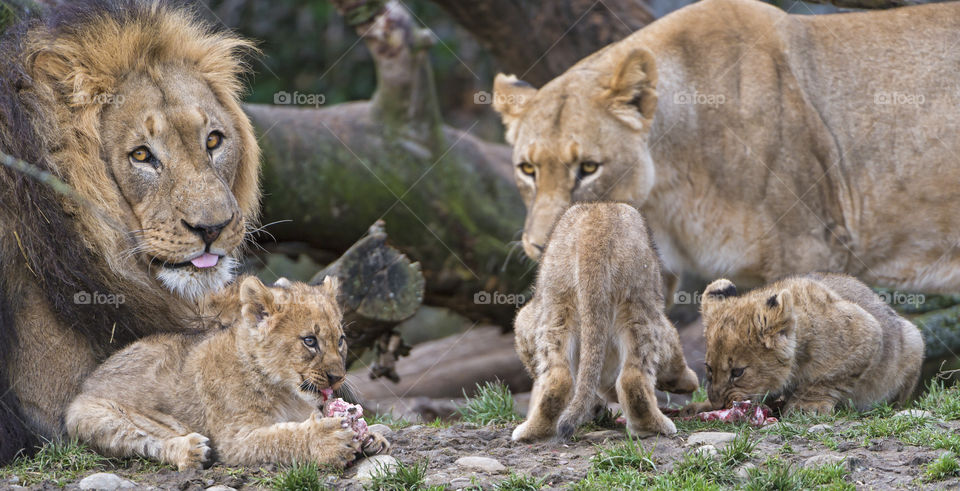 The lion (Panthera leo) is one of the big cats in the genus Panthera and a member of the family Felidae. The commonly used term African lion collectively denotes the several subspecies in Africa. With some males exceeding 250 kg (550 lb) in weight,[5] it is the second-largest living cat after the tiger, barring hybrids like the liger.[6][7] Wild lions currently exist in sub-Saharan Africa and in India (where an endangered remnant population resides in and around Gir Forest National Park). In ancient historic times, their range was in most of Africa, including North Africa, and across Eurasia from Greece and southeastern Europe to India. In the late Pleistocene, about 10,000 years ago, the lion was the most widespread large land mammal after humans: Panthera leo spelaea lived in northern and western Europe and Panthera leo atrox lived in the Americas from the Yukon to Peru.[8] The lion is classified as a vulnerable species by the International Union for Conservation of Nature (IUCN), having seen a major population decline in its African range of 30–50% over two decades during the second half of the twentieth century.[3] Lion populations are untenable outside designated reserves and national parks. Although the cause of the decline is not fully understood, habitat loss and conflicts with humans are the greatest causes of concern. Within Africa, the West African lion population is particularly endangered.