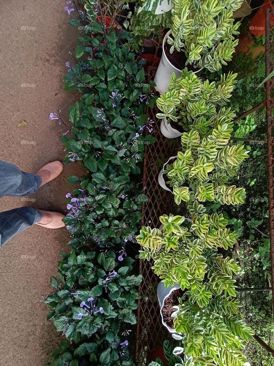 Plants do not speak, but their silence is alive with change.