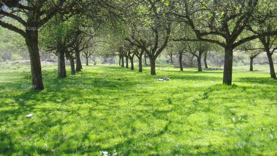 Apple trees blooming in spring